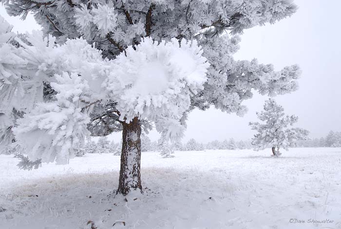 A thick coating of hoar frost covers everything on the ponderosa savannah during a snowstorm. Boulder County Open Space, CO (...